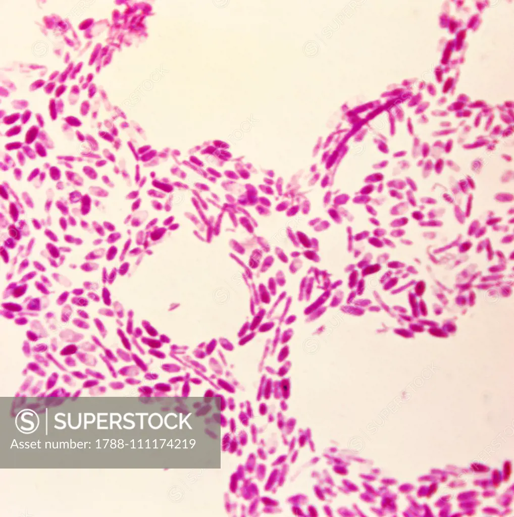 Acetobacter bacteria seen under a microscope with counterstaining, at x670 magnification.