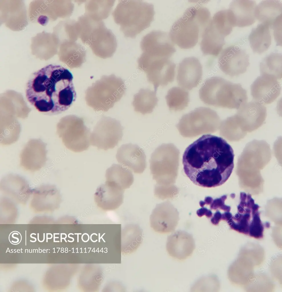 Microphotograph of a smear of human blood in which erythrocytes, platelets, and two neutrophil leukocytes are visible, at x800 magnification, counterstained.