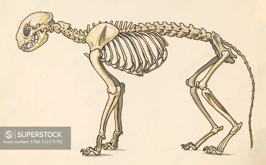 Cat skeleton, lateral view, drawing.