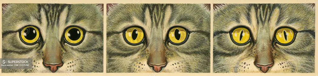 Pupil dilation in cat's eyes, drawing.