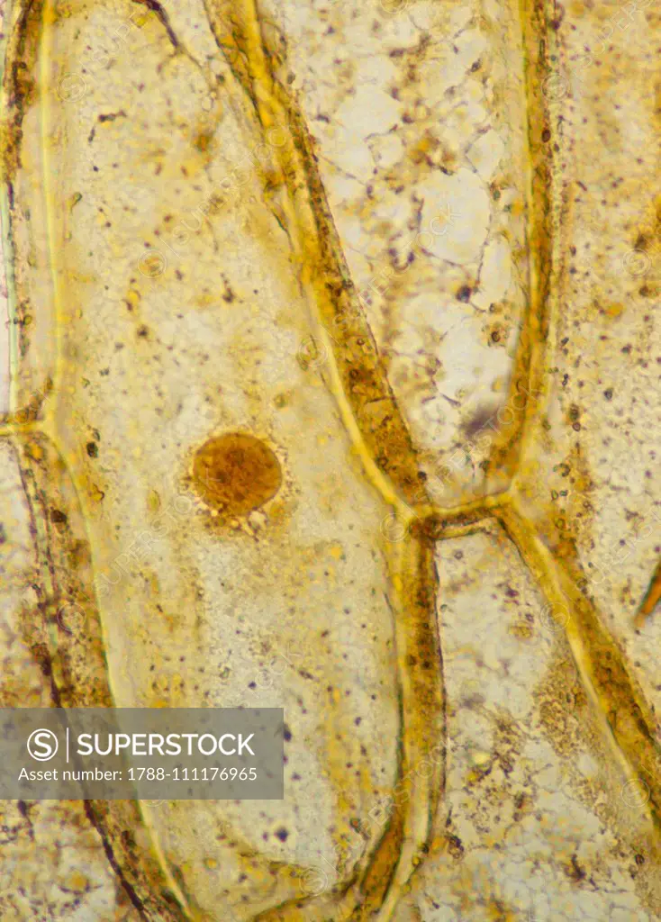 Cataphyll cell, onion (Allium cepa), Amaryllidaceae, seen under a microscope in iodine solution.