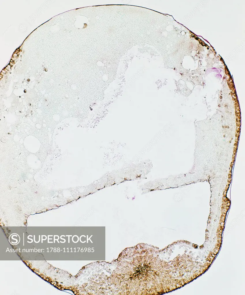 Neurula, development stage of a frog embryo, seen under a microscope at x100 magnification.