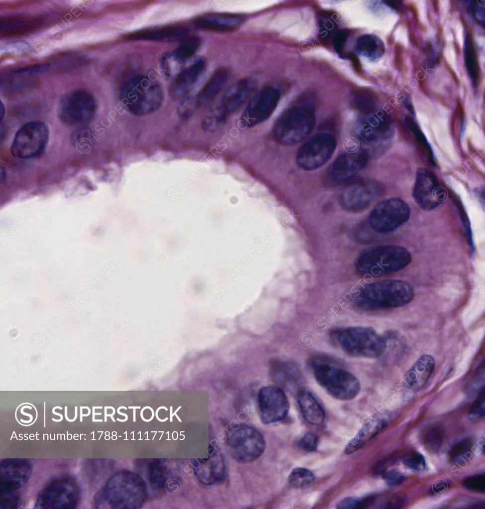 Tubule cells of excretory salivary gland seen under a microscope.