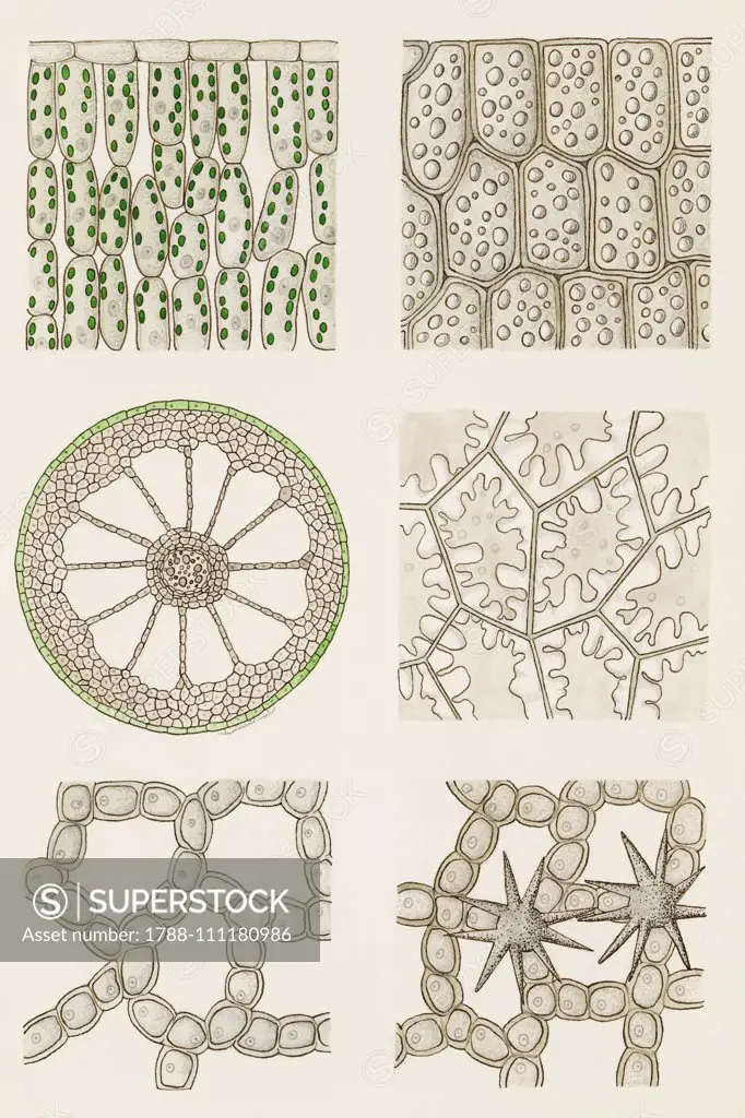 Adult tissues, parenchyma, plant histology, drawing.