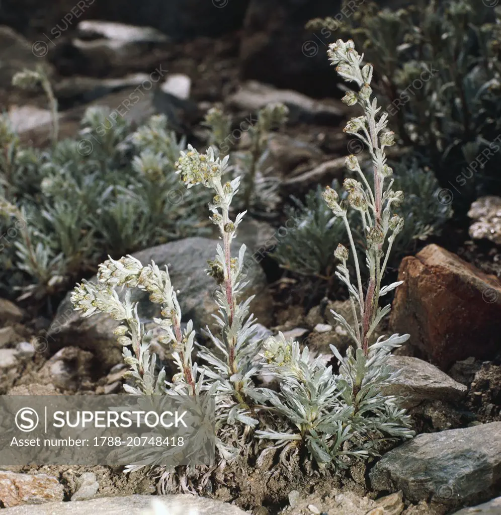 Black Wormwood (Artemisia genipi), Asteraceae.