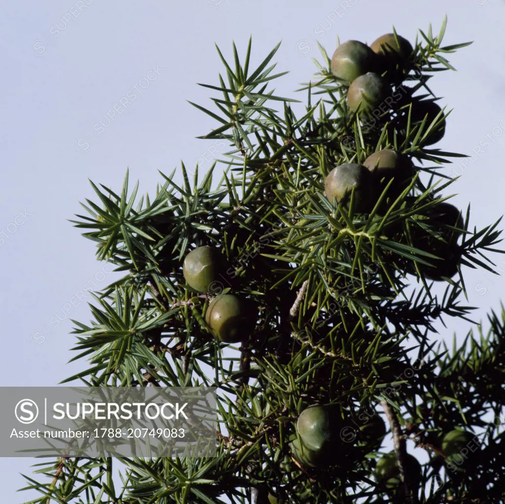 Needles and wild Prickly Juniper (Juniperus oxycedrus), Supramonte of Orgosolo, National Park of the Bay of Orosei and Gennargentu, Sardinia, Italy.