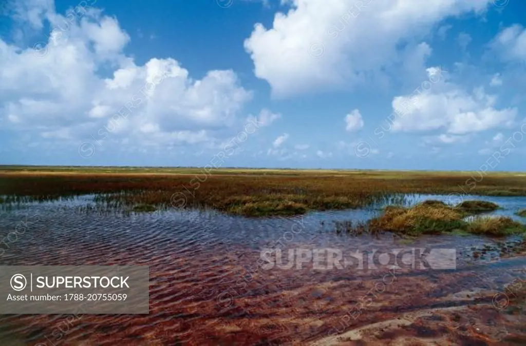 Moors and swamps, Nymindegab, Jutland, Denmark.