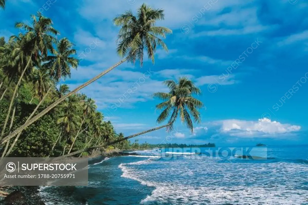 Beach with palm trees, Tahiti, Society Islands, French Polynesia, Overseas Territory of France.