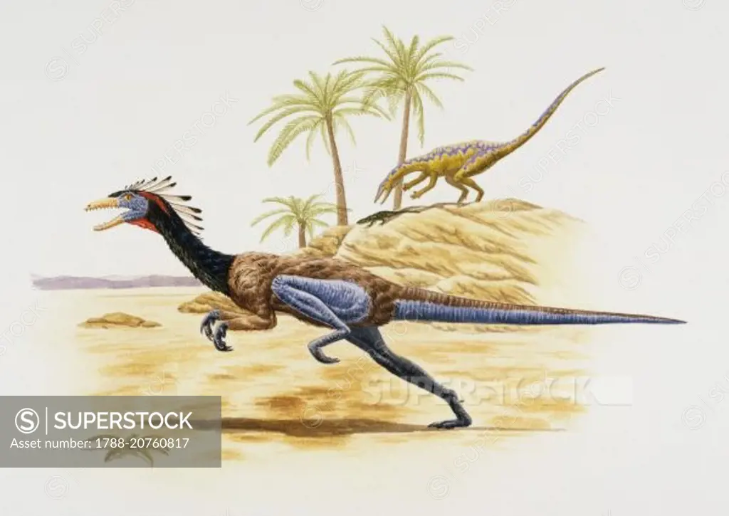 Coelophysis bauri, Coelophysidae, Late Triassic. Some scientist belive that dinosaurus were covered in feathers or fur. Artwork by Mark Stewart.