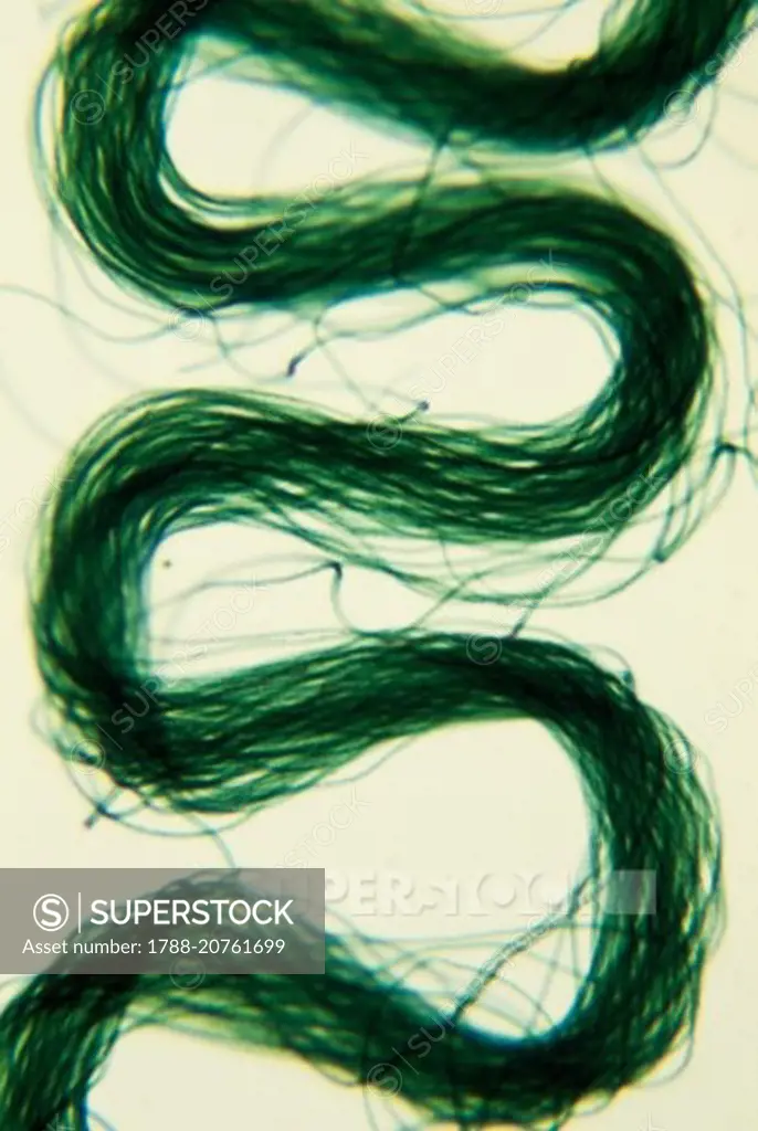 Acrylic fibers viewed under a microscope.