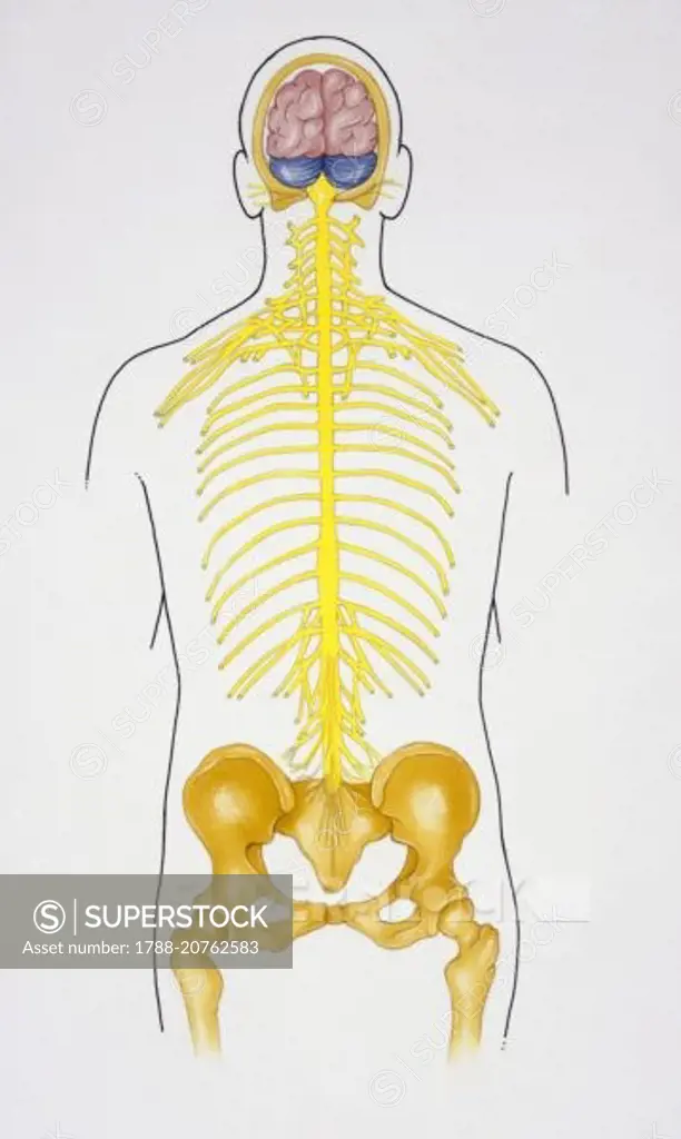 Medicine - Anatomy - Structure of nervous system, illustration