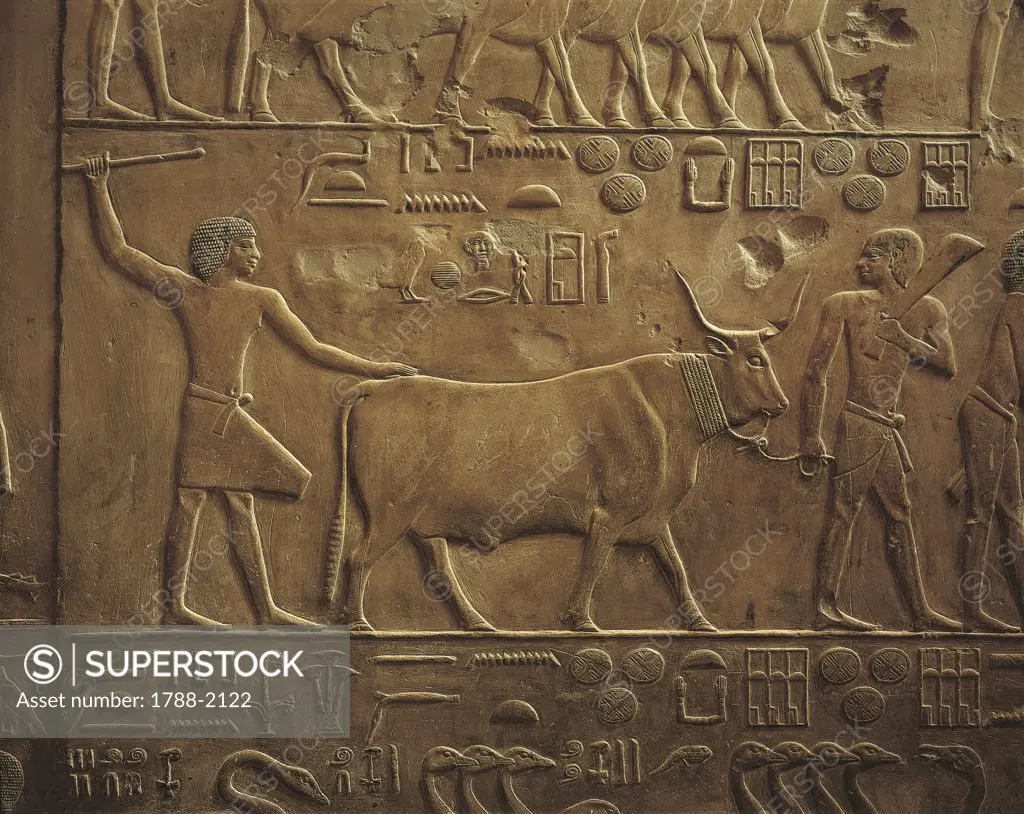 Egypt - Cairo - Ancient Memphis (UNESCO World Heritage List, 1979). Saqqara. Necropolis. Private funerary mastaba of Ptahhotep, 5th Dynasty. Relief of agricultural works and ox