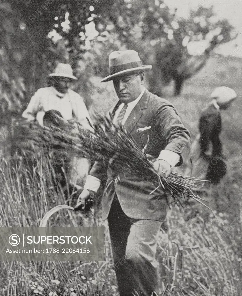 Benito Mussolini (1883-1945) grains wheat during the Battle for Grain, a campaign aimed at pursuing the self-sufficiency of wheat production in Italy, photo from L'illustrazione Italiana, year LX, n 32, August 6, 1933.