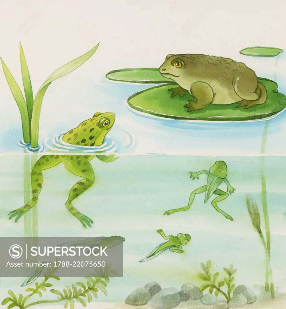 The life cycle of the frog: tadpole, tadpole with back legs, four-legged tadpole, froglet, adult frog, children's illustration, drawing.