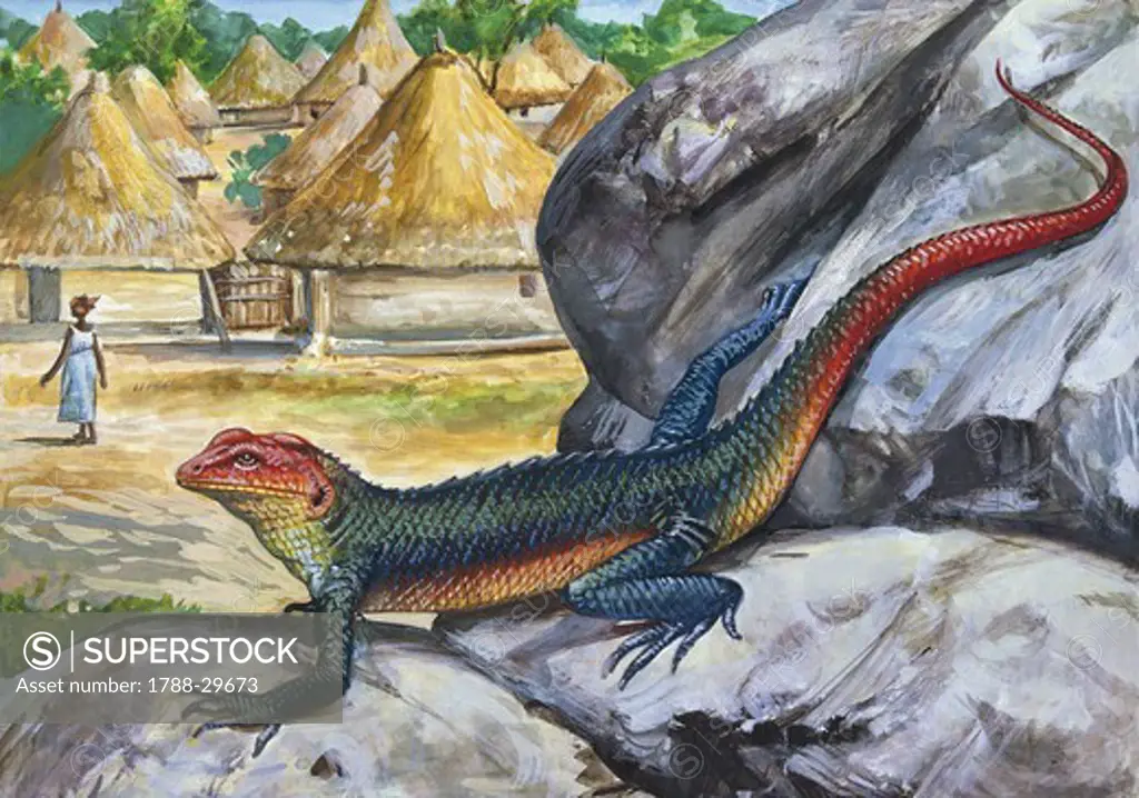 Zoology - Scaled reptiles - Agamids - Common or Rainbow Agama (Agama agama) basking on rock, illustration