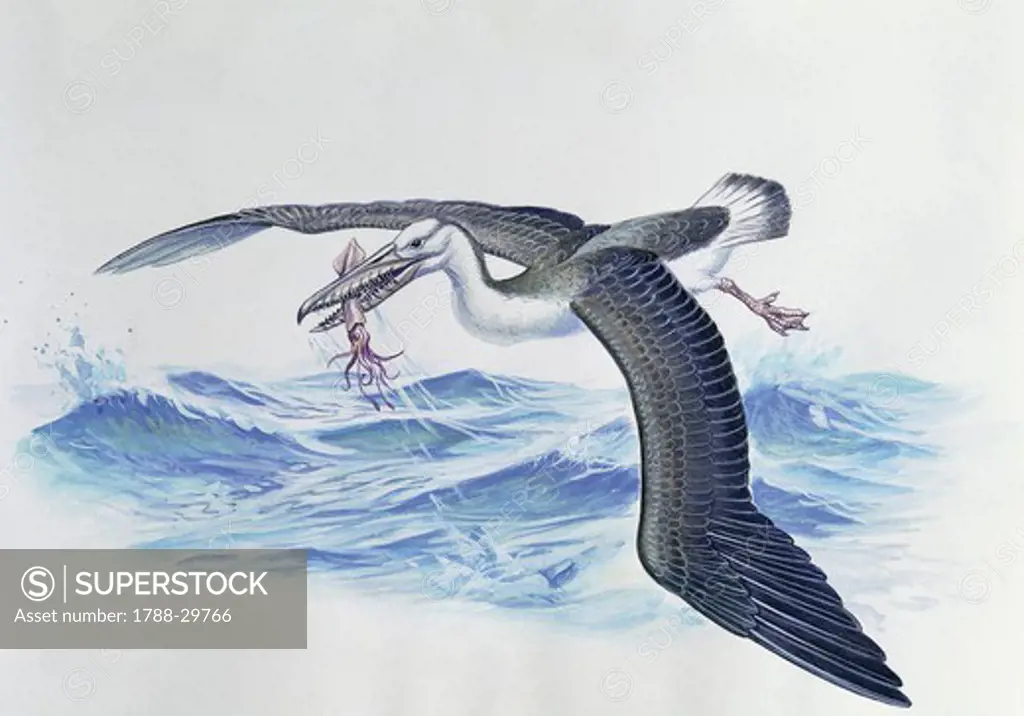 Zoology: Birds - Prehistoric Birds - Cainozoic era - Osteodontornis orri. Art work