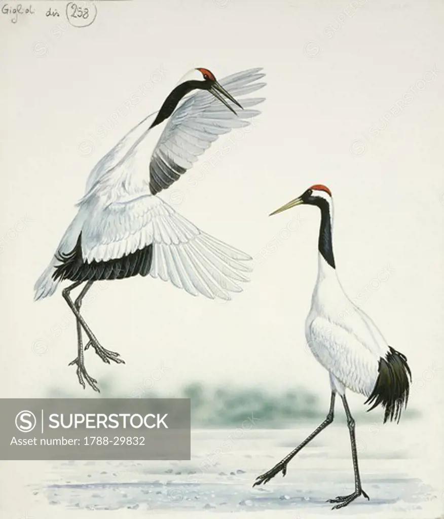 Zoology - Birds - Gruiformes - Two Red-crowned Cranes (Grus japonensis), illustration