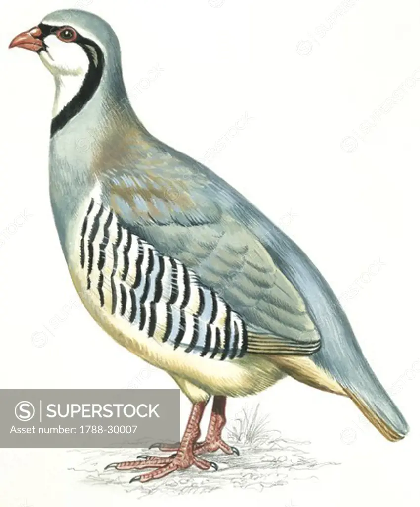 Zoology - Birds - Galliformes - Rock Partridge (Alectoris graeca), illustration