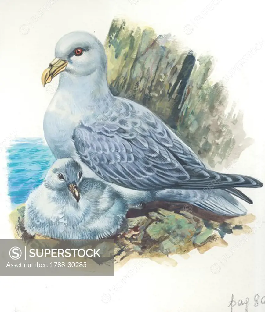 Northern Fulmar (Fulmarus glacialis) with chick, illustration.