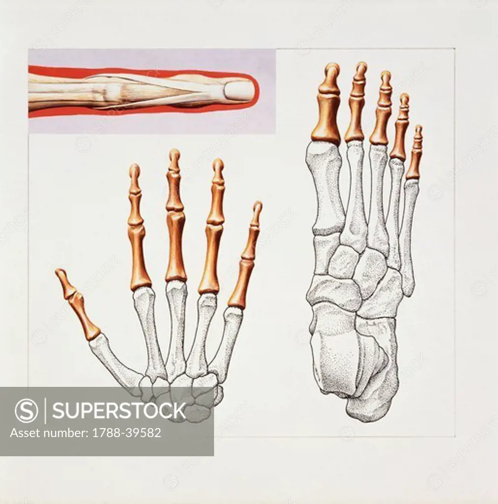 Medicine - Anatomy - Musculoskeletal (locomotor) system - Skeleton - Hand and foot. Drawing.