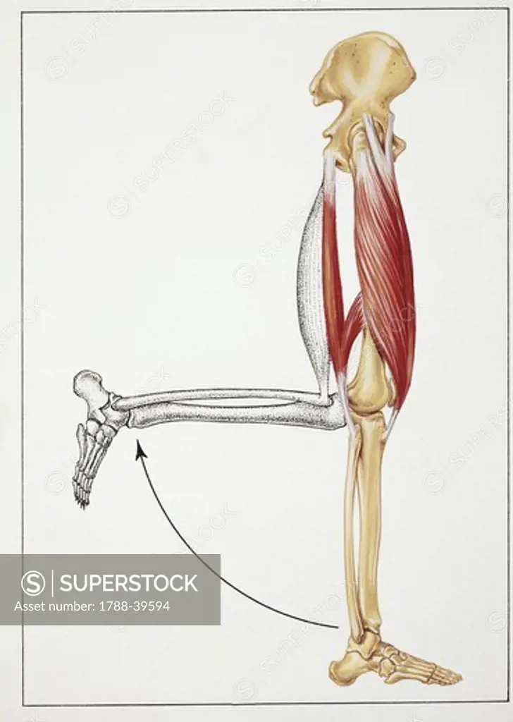 Medicine: Human anatomy, lower limb. Drawing