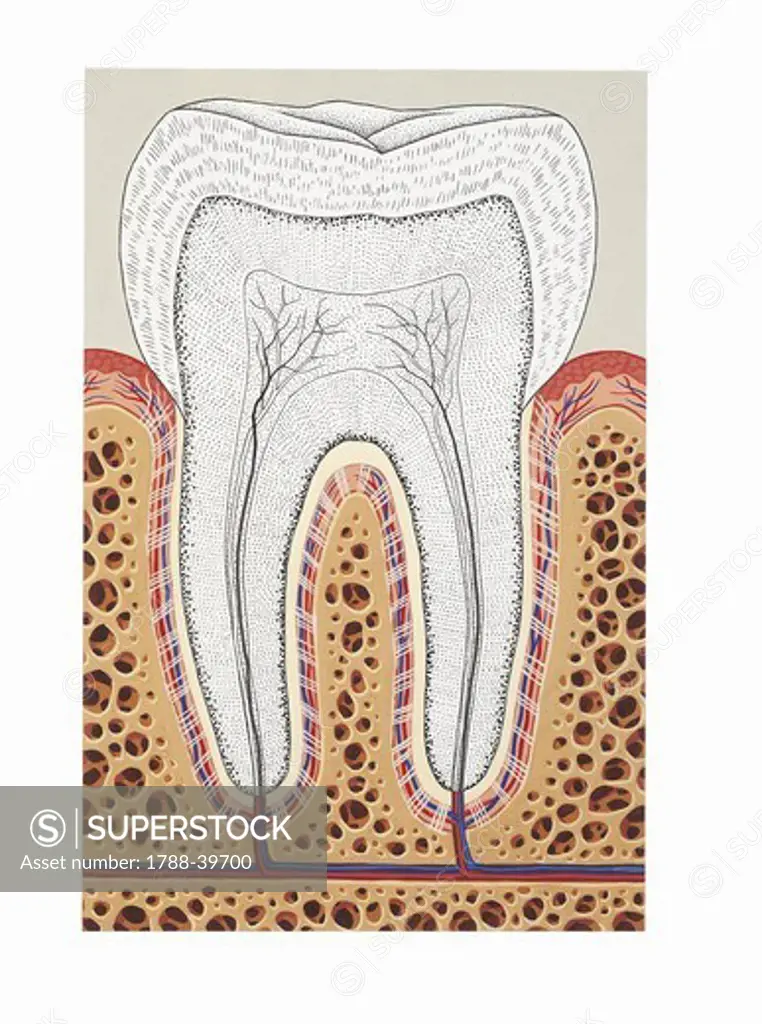 Medicine: Human anatomy, periodontium