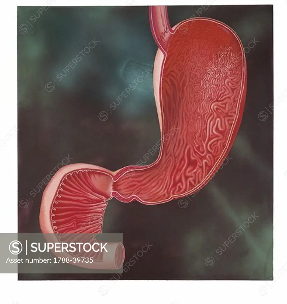 Medicine: Human anatomy, stomach and duodenum, sagittal section. Drawing