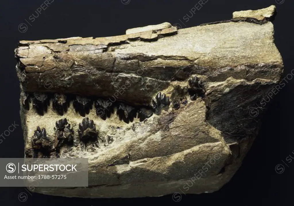 Fossilised Squalodon remains, Cetacea, Early Miocene Age, Veneto, Italy.