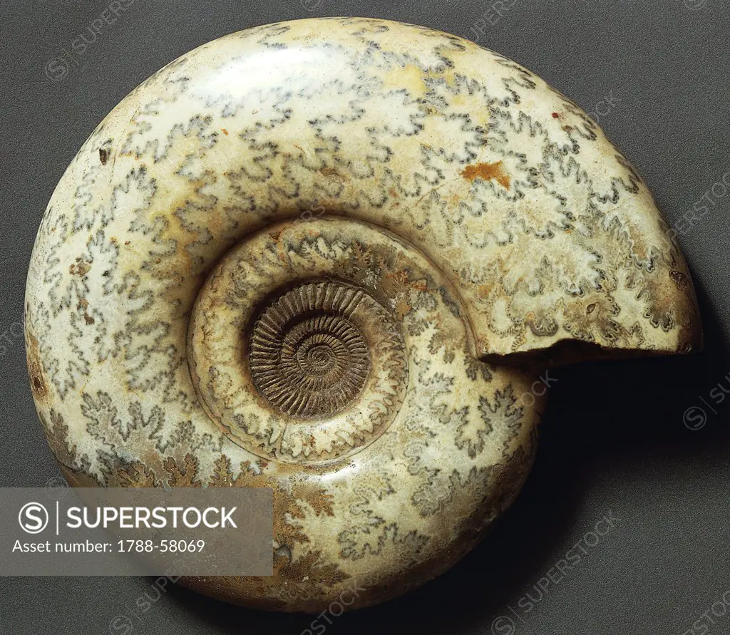 Parkinsonia ammonite fossils, Cephalopoda.