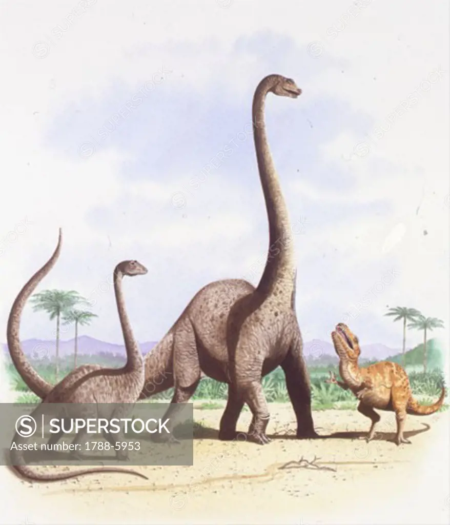 Illustration representing Barosaurus and calf