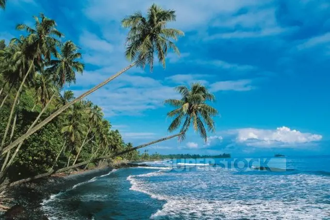 Beach with palm trees, Tahiti, Society Islands, French Polynesia, Overseas Territory of France.