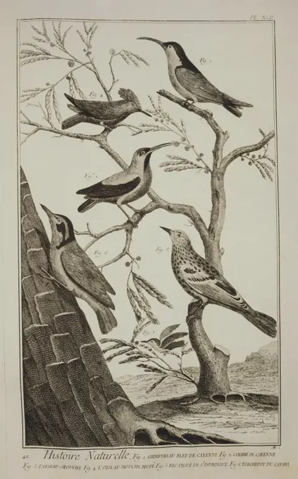 Plate showing bird specimens: 1) tree-Creeper of Cayenne; 2) colibri of Cayenne; 3) humming bird; 4) crested humming bird; 5) beccafico of Saint Domingue; 6) nuthatch of Canada. Engraving from Denis Diderot, Jean Baptiste Le Rond d'Alembert, L'Encyclopedie, 1751-1757. Entitled Histoire Naturelle, Regne animal series (Natural History, Animal Kingdom).