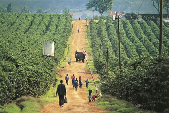 Kenya - Limuru near Nairobi - Kibubuti area, coffee plantation