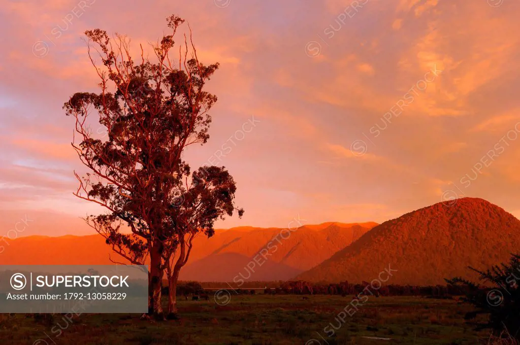 New Zealand, South Island, Region of West Coast, Haast, tree in the plain at sunset