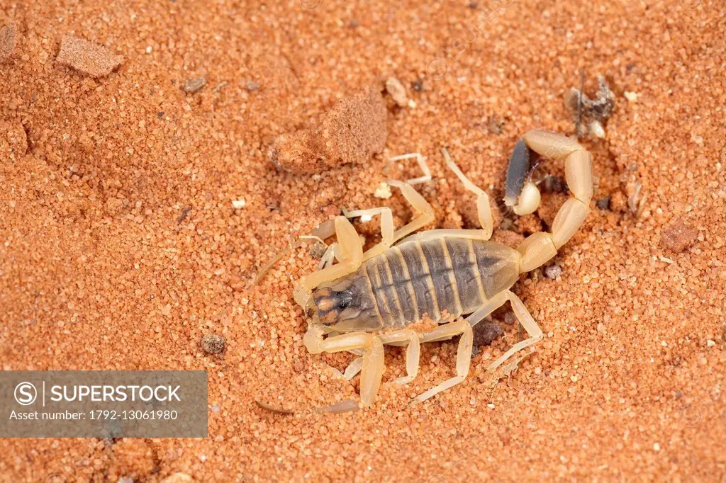 Egypt, Scorpiones, Buthidae, Death stalker, Palestine yellow scorpion, Omdurman scorpion or Israeli desert scorpion (Leiurus quinquestriatus)