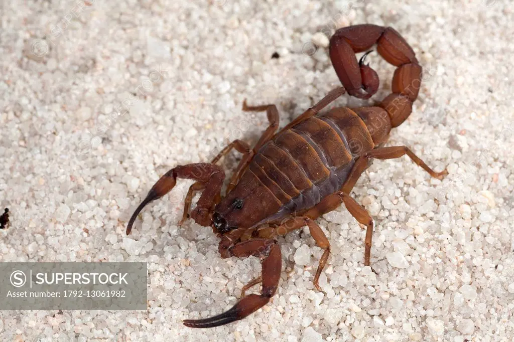 Tanzania, Scorpiones, Buthidae, Tanzanian red bark scorpion (Babycurus jacksoni)