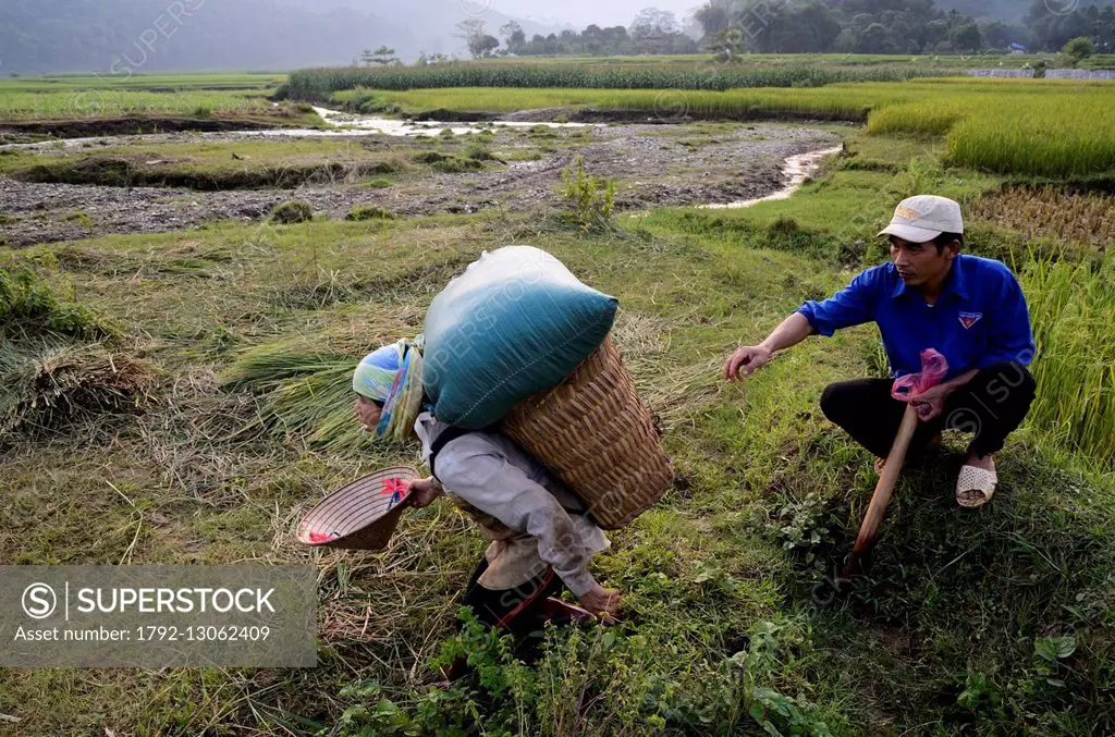 Vietnam, Lao Cai Province, near Bac Ha, Black Thais village, harvesting rice