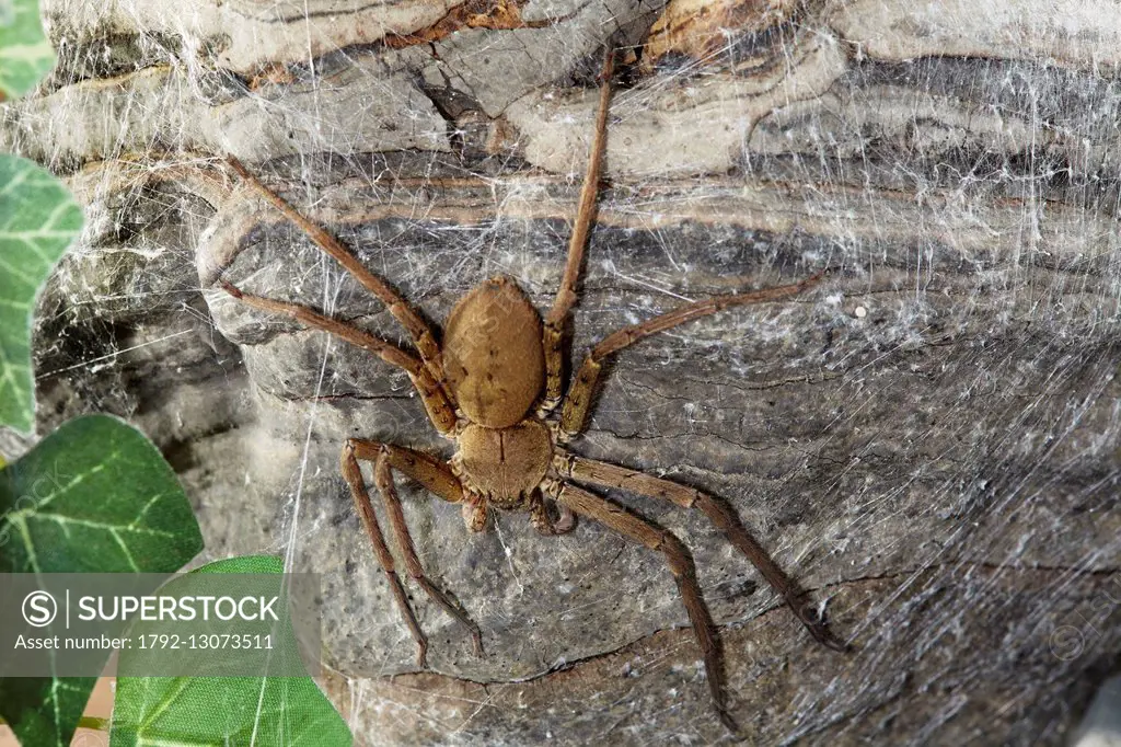 France, La Reunion, Araneae, Sparassidae, Brown huntsman spider or Laya(Heteropoda venatoria)