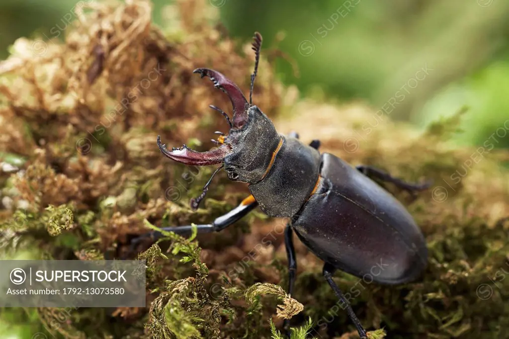 France, Morbihan, Coleoptera, Lucanidae, Stag beetle (Lucanus cervus), male, specie registered in the second appendix of the Habitats Directive of the...