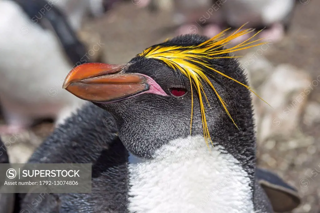 Falkland Islands, Saunders island, Rockery, Macaroni Penguin (Eudyptes chrysolophus)