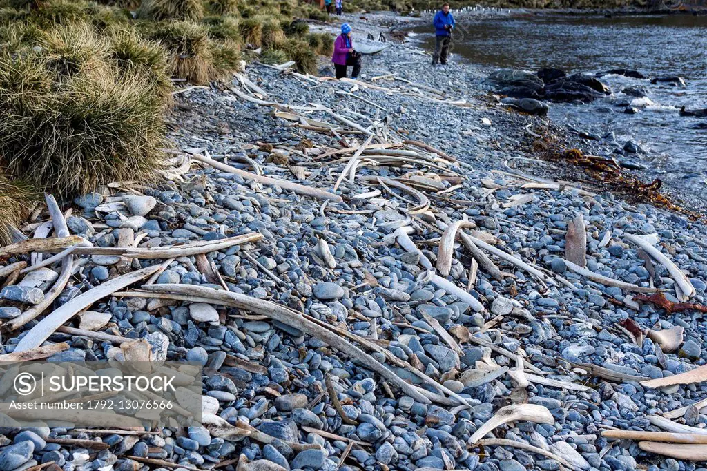 Antarctic, South Georgia Island, Godthul, whale's bones