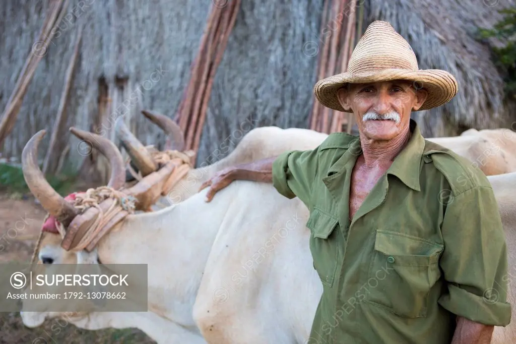 Cuba, Pinar del Rio Province, Vinales, Vinales Valley listed as World Heritage by UNESCO, portrait of a tobacco planter with his oxes