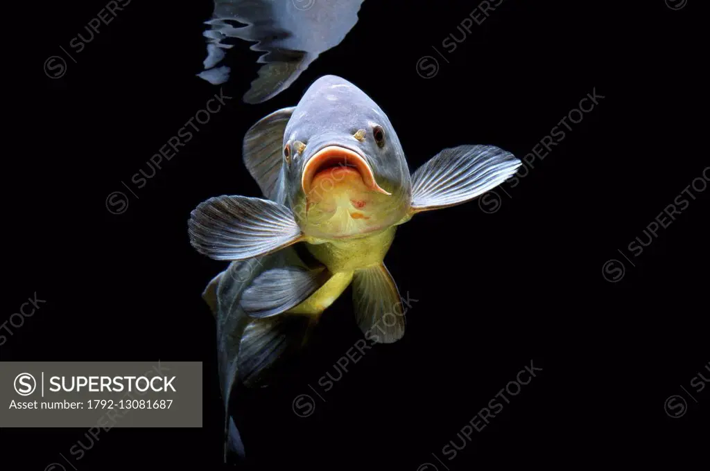 Tench or doctor fish, Tanche (Tinca tinca), France, Europe