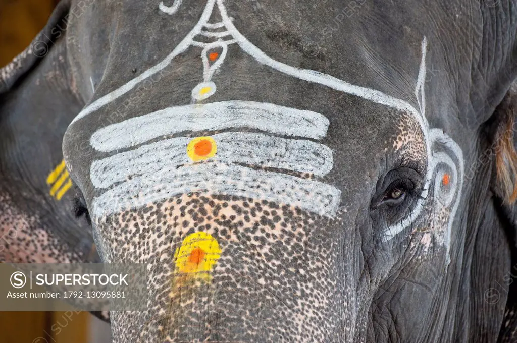 India, Tamil Nadu state, Kumbakonam, elephant blessing the pilgrims at Adi Kumbeswarar temple dedicated to Shiva