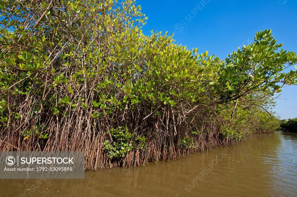 India, Tamil Nadu state, Pichavaram has one of the largest mangrove forests, natural shields protecting the coast against natural disasters such as ts...