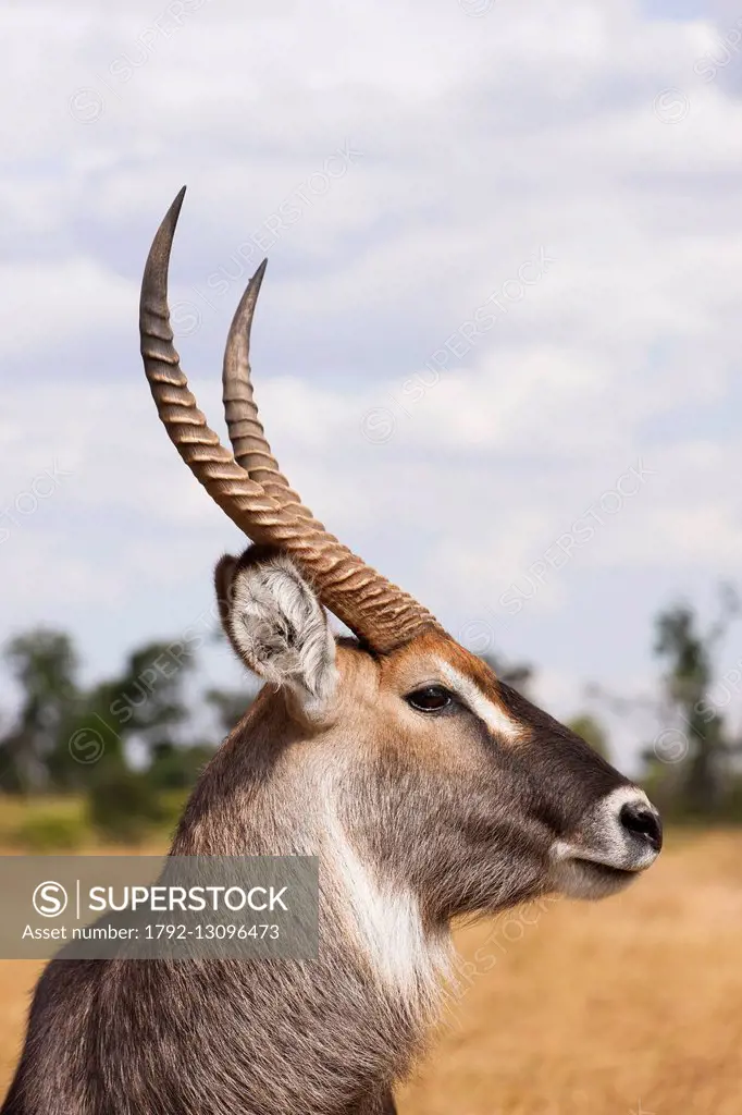 Kenya, réserve de Masai Mara, Cobe defassa (Kobus ellipsiprymnus), mle