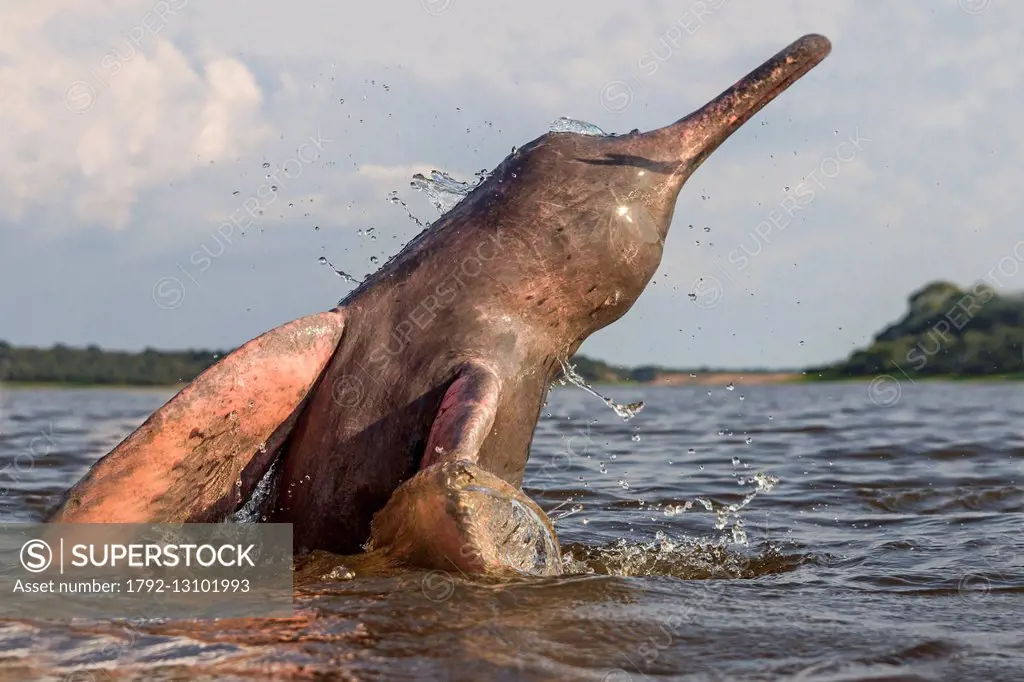 Brazil, Amazonas state, Amazon river basin, along Rio Negro, Amazon River Dolphin, Pink River Dolphin or Boto (Inia geoffrensis), extremely rare pictu...