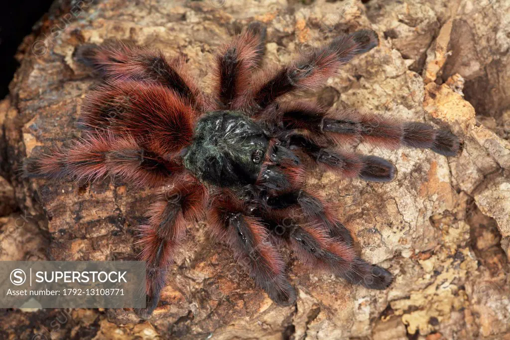 France, Martinique, Theraphosidae, Antilles pinktoe tarantula, Martinique Red Tree Spider or Martinique pinktoe (Avicularia versicolor)