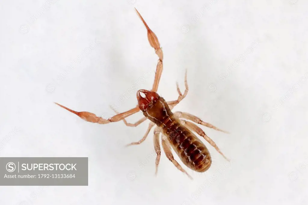 France, Paris, Arachnida, Pseudoscorpionida, Chthoniidae, Pseudoscorpion, Common Chthonid (Chthonius ischnocheles), male