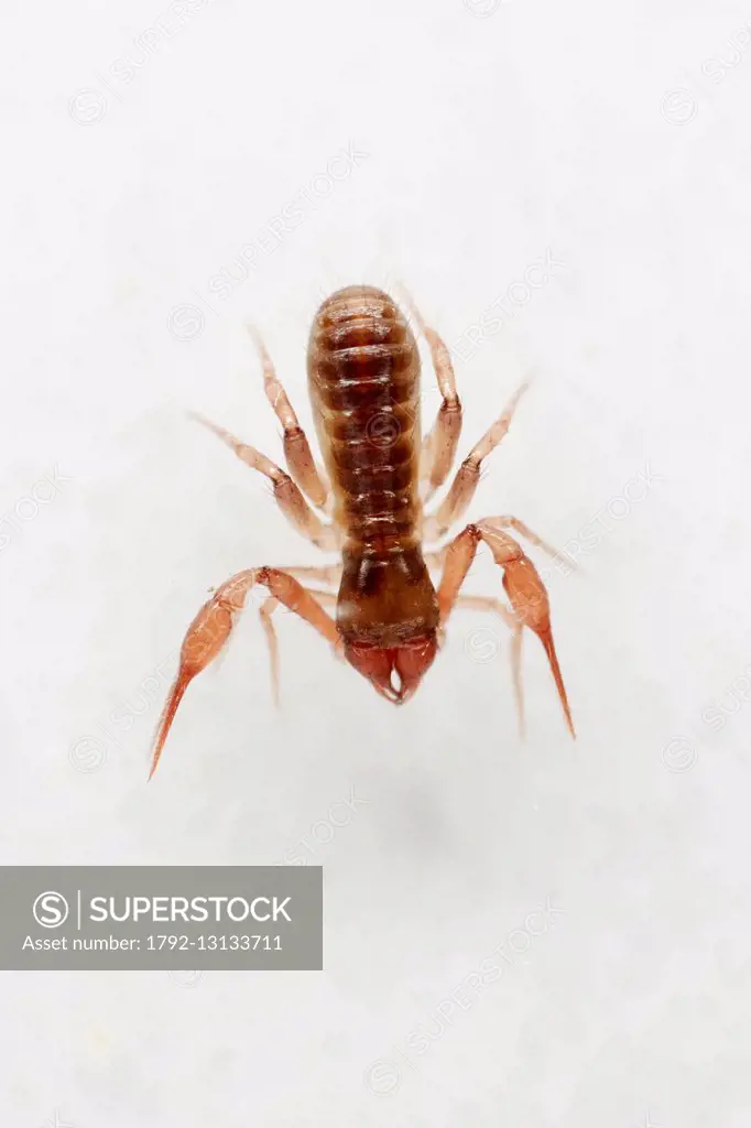 France, Paris, Arachnida, Pseudoscorpionida, Chthoniidae, Pseudoscorpion, Common Chthonid (Chthonius ischnocheles), male